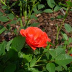 DSCN2142