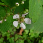DSCN2242