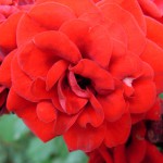 DSCN2250