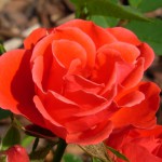 RSCN2532