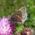 DSCN0773